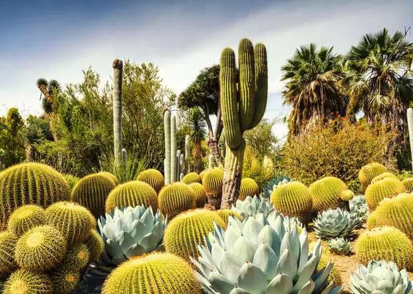Puzzle The Huntington Desert Garden, Californie, USA (1000 pièces)