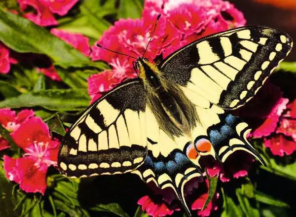 Puzzle Papillon (500 pièces)